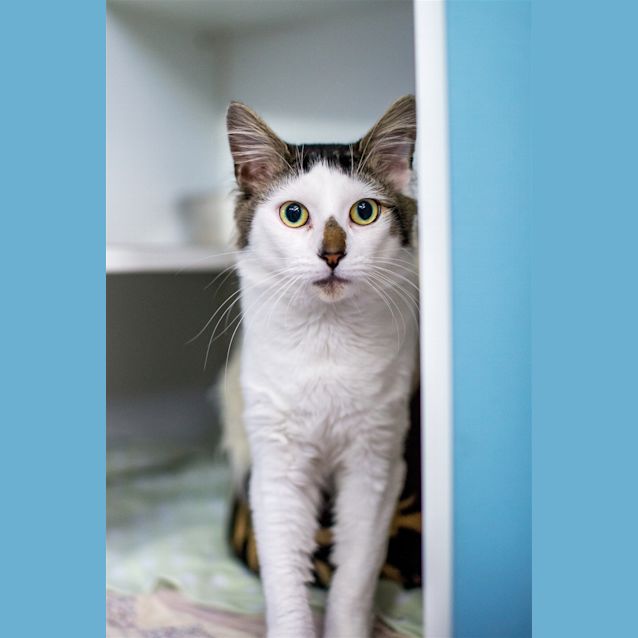 Photo of Shiloh