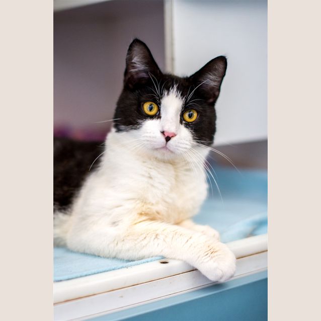 Photo of Casper