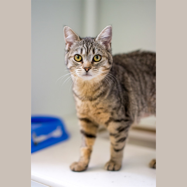 Photo of Olive