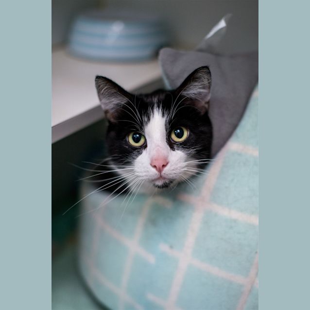 Photo of Apollo