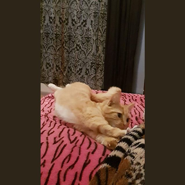 Photo of Amber