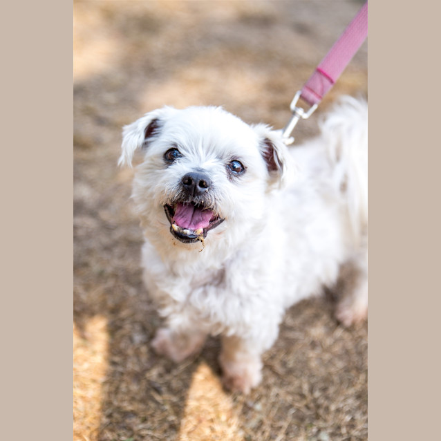Photo of Smiley