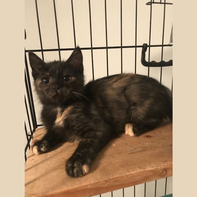 Photo of Kittens