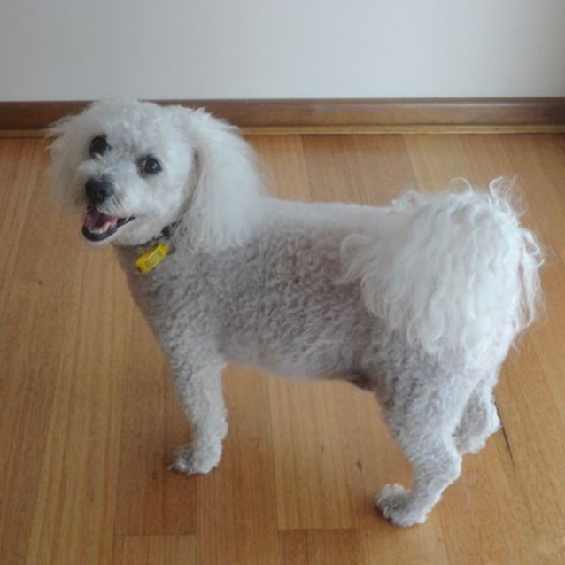 Photo of Charlie (D3671)