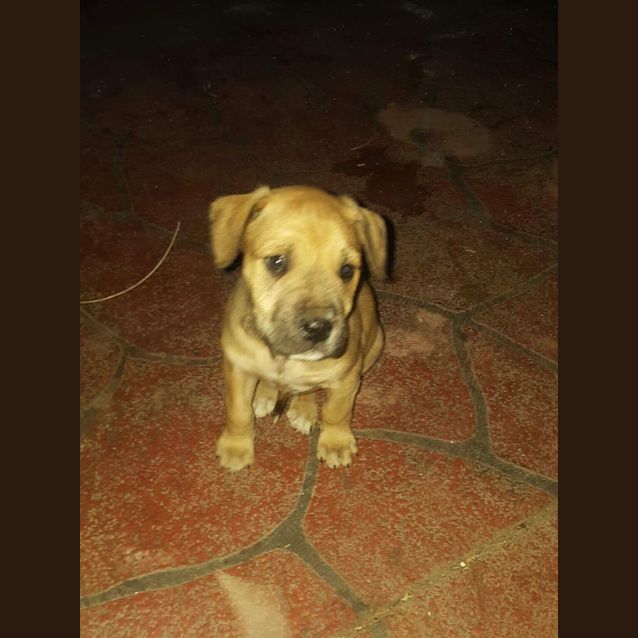 Photo of Bandit