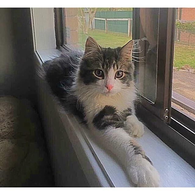 Photo of Bowie 😻Adopt Me😻