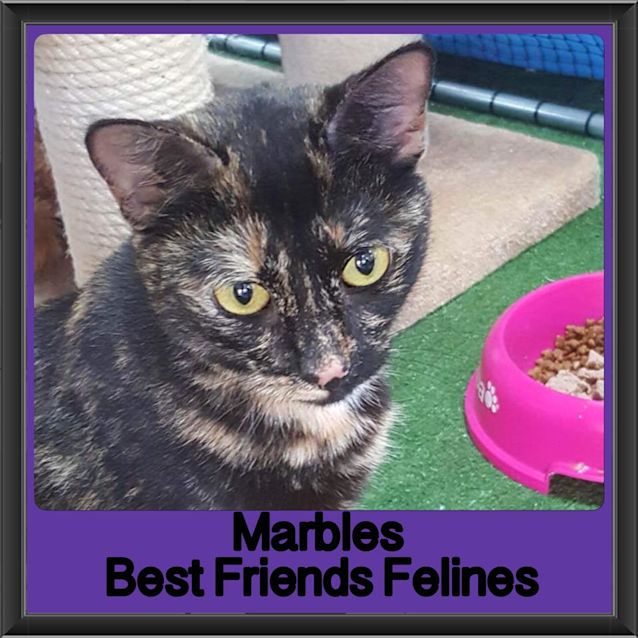 Photo of Marbles 