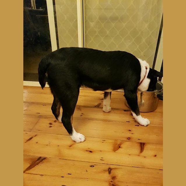 Photo of Cozmo **Adopted**