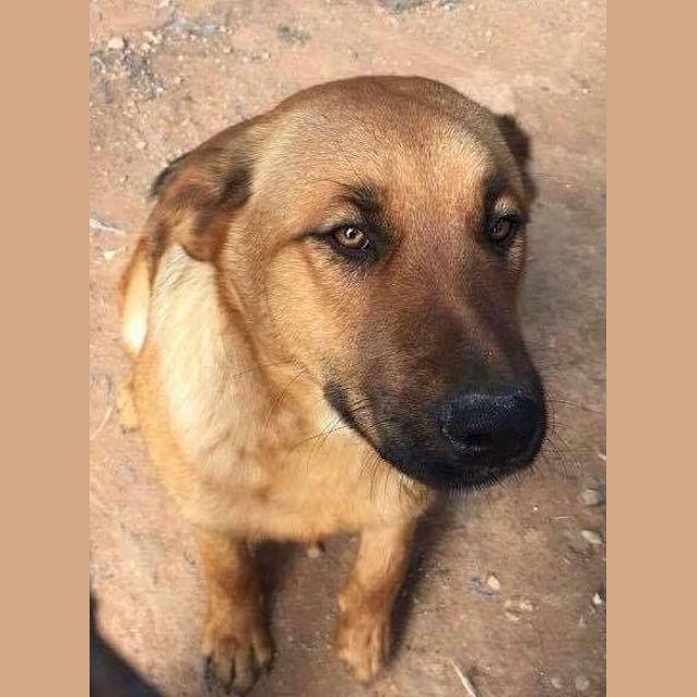 Photo of Turbo **Adopted**