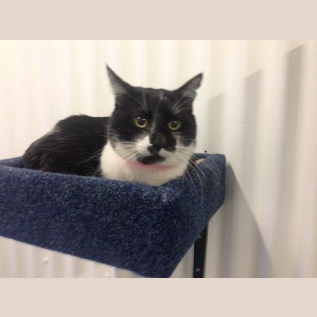 Photo of Sir Phillip