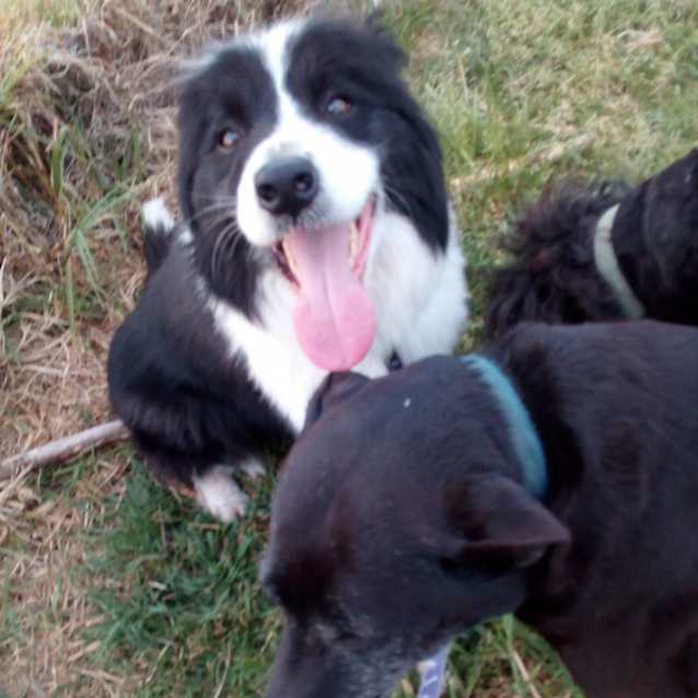 Photo of Gogal ~ Border Collie (On Trial 26/10/2017)