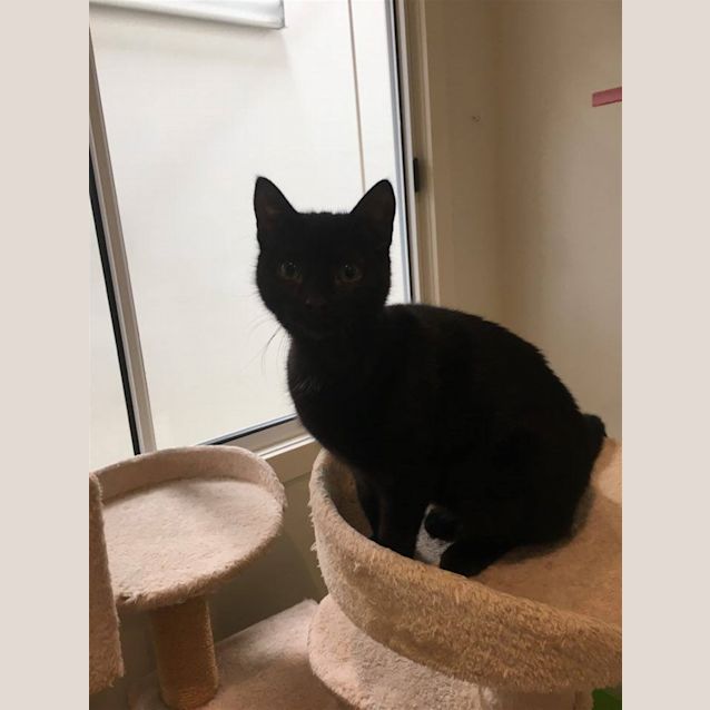 Photo of Spaghetti