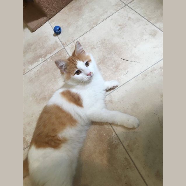 Photo of Barney