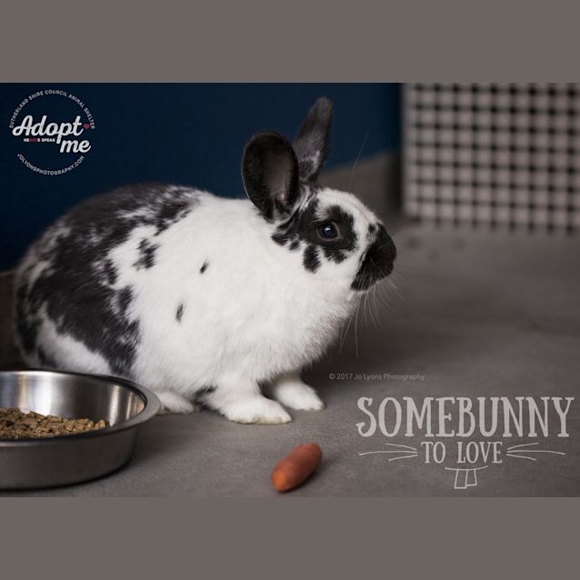 Photo of Flufflestiltskin