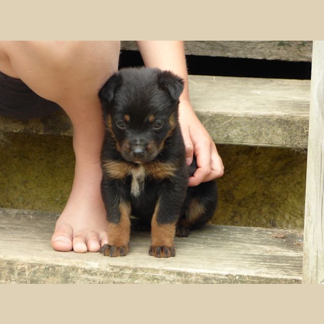 Photo of Clint "On Hold Adoption Pending"