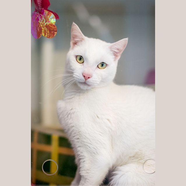 Photo of Milo
