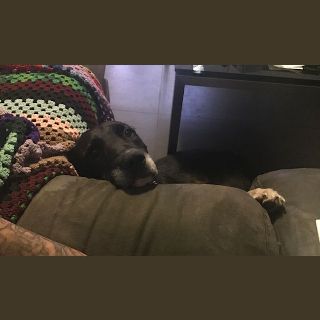 Photo of Forrest  **Adoption Pending**