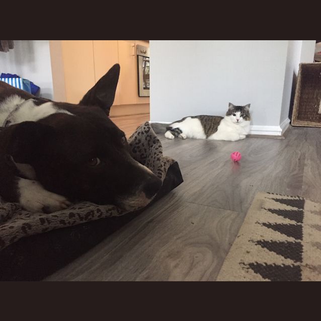 Photo of Porter   Cat Friendly 
