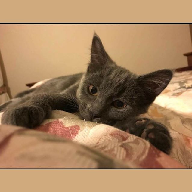 Photo of Sage