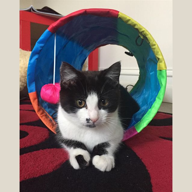 Photo of Maple