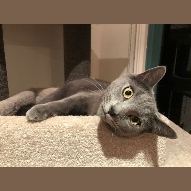 Photo of Bouncy