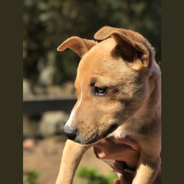Photo of Nymeria