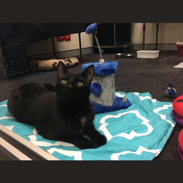 Photo of Panther (Formerly Cosmos)