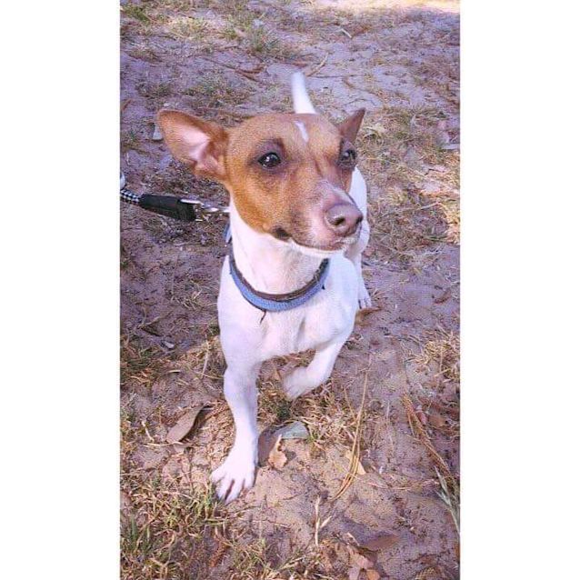 Photo of Bindi *•Adopt Me•*