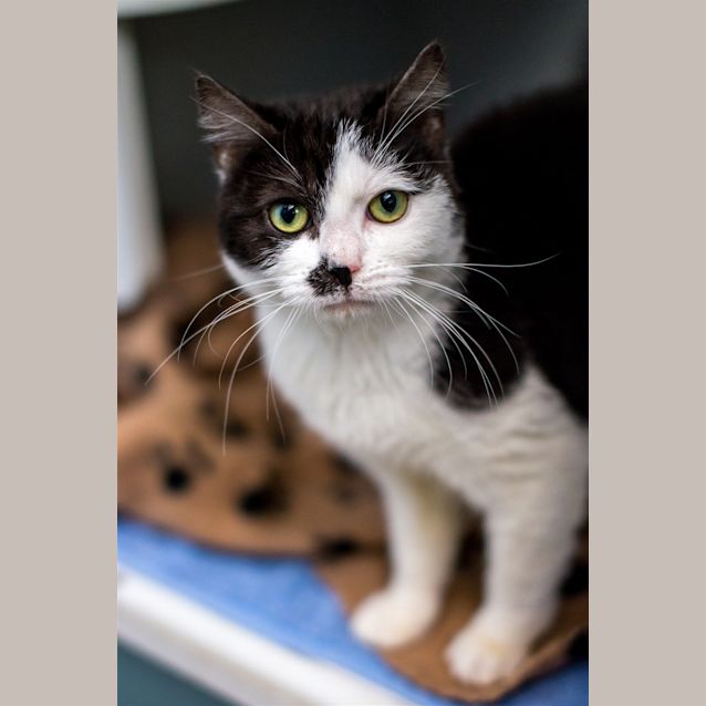 Photo of Nittin Kittin