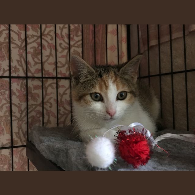Photo of Cherry 