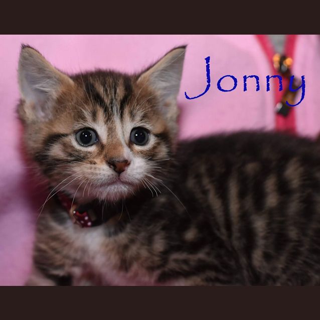 Photo of Jonny ***2nd Chance Cat Rescue***