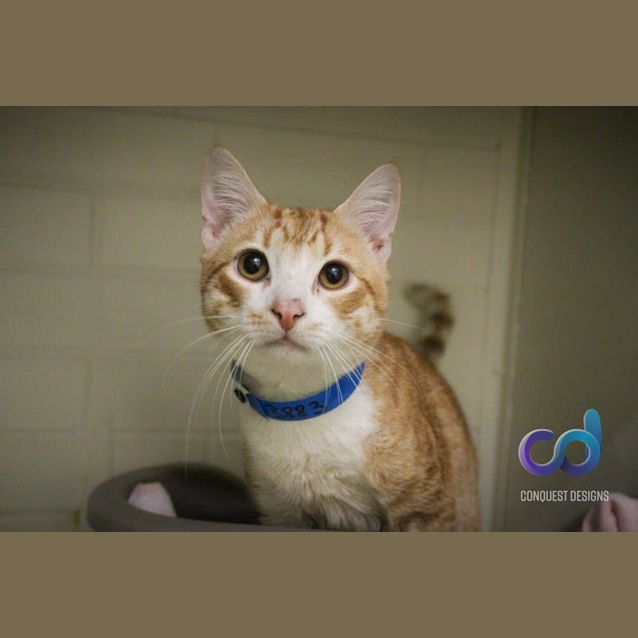 Photo of Chilli (3883)