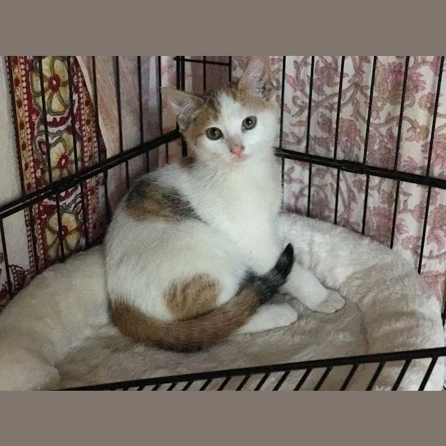 Photo of Peachy