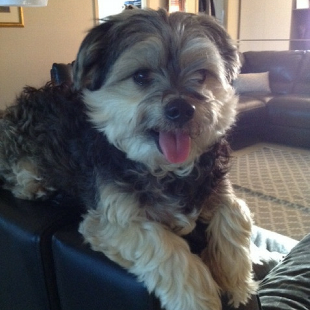 Photo of Maxie ~ Maltese X (On Trial 13/10/2017)