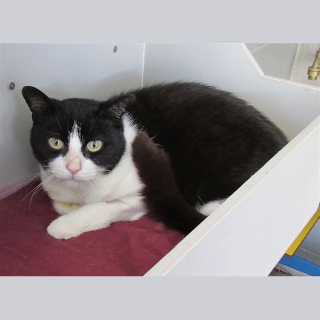 Photo of Tulip
