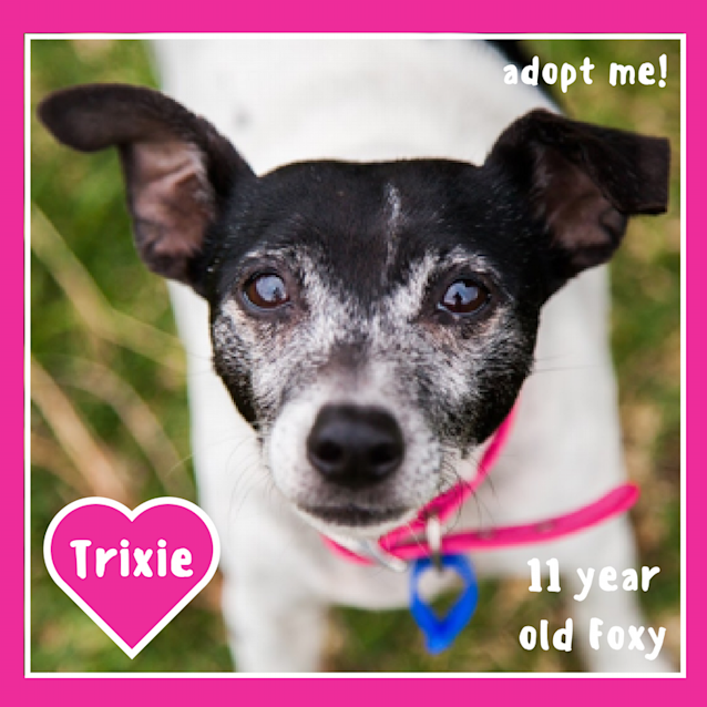 Photo of Trixie ~ Foxy X (On Trial 15/10/17)