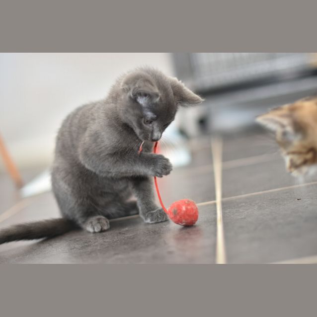 Photo of Puma **2nd Chance Cat Rescue**