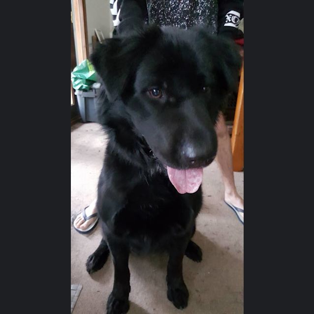 Photo of Millie **Adopted**