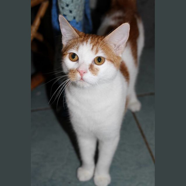 Photo of Oscar @ Squawks West Gosford