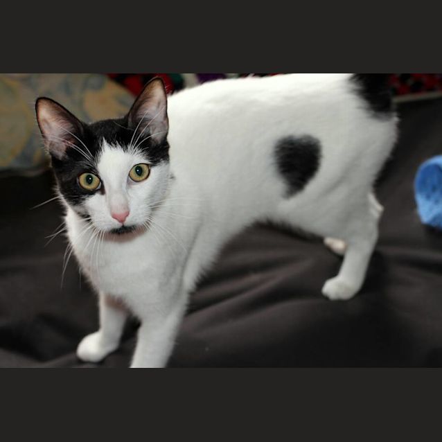 Photo of Felix @ Squawks West Gosford