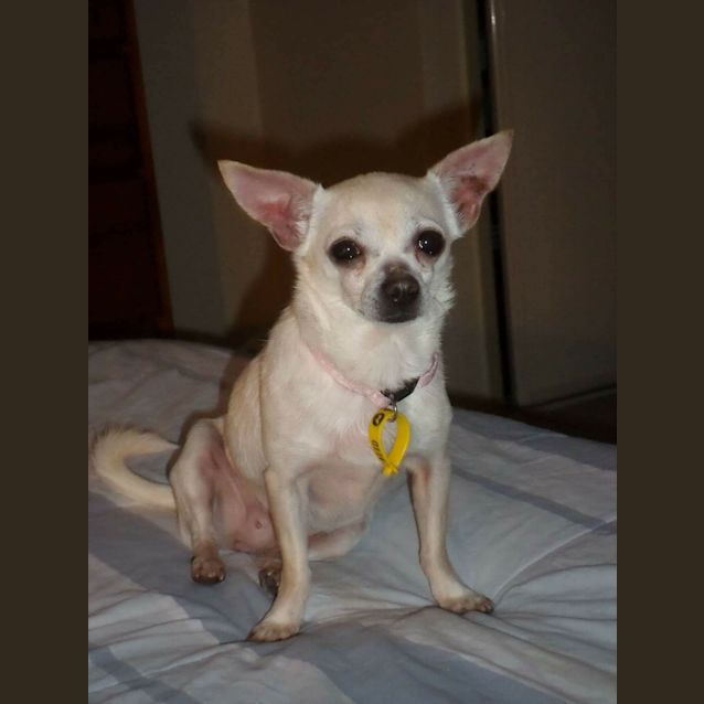 Photo of Pippi   Expression Of Interest Only