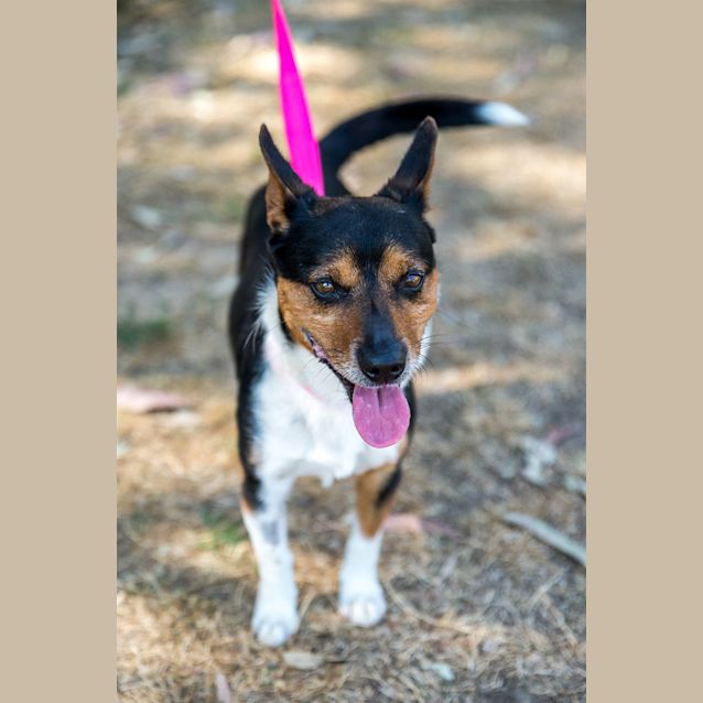 Photo of Rockie