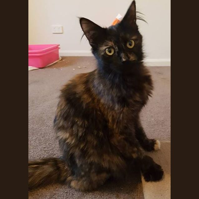 Photo of Beryl **2nd Chance Cat Rescue**