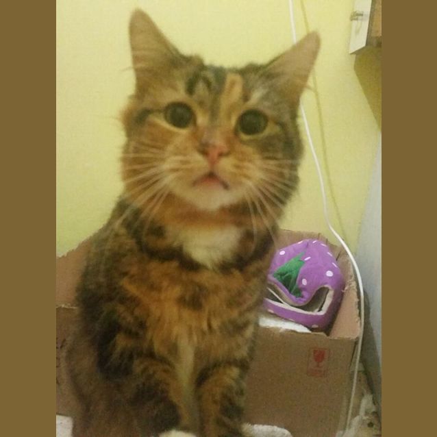 Photo of Sophia **2nd Chance Cat Rescue**