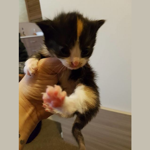 Photo of Poh **2nd Chance Cat Rescue**