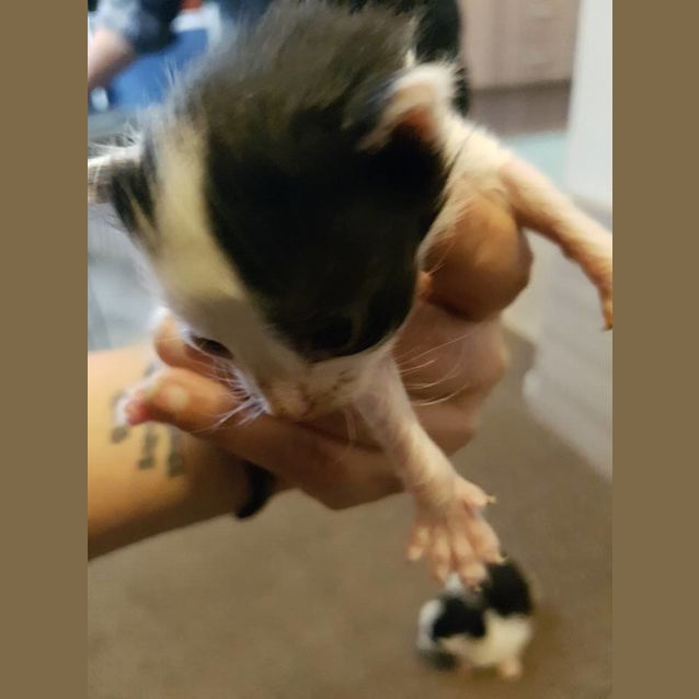 Photo of Brenda **2nd Chance Cat Rescue**
