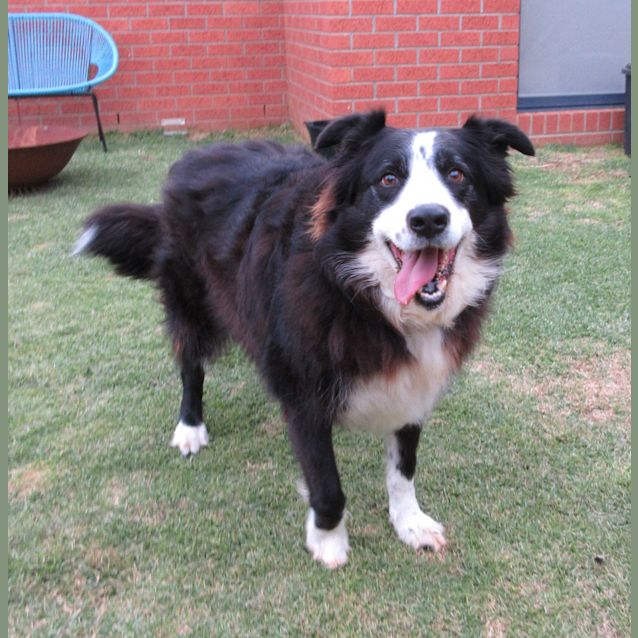 Photo of Scout *On Trial In His New Home*