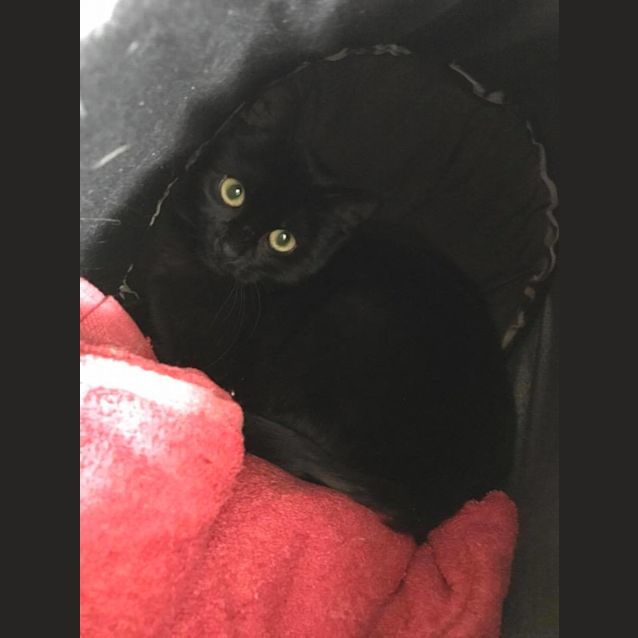 Photo of Black Beauty **2nd Chance Cat Rescue**