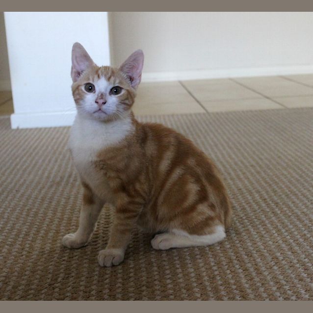 Photo of Crunchie 