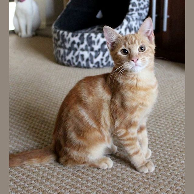 Photo of Jaffa 